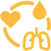 Heart, lung, blood icon